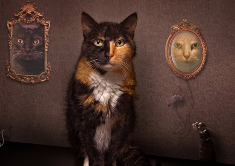 Calico Cat in Portrait