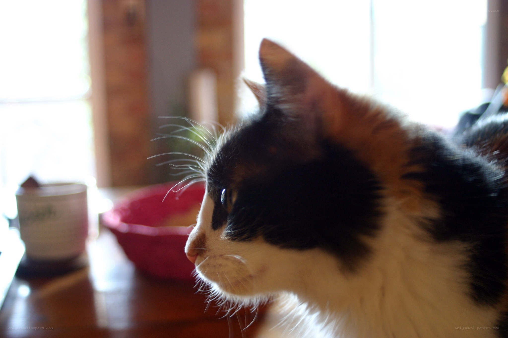 calico cat in profile