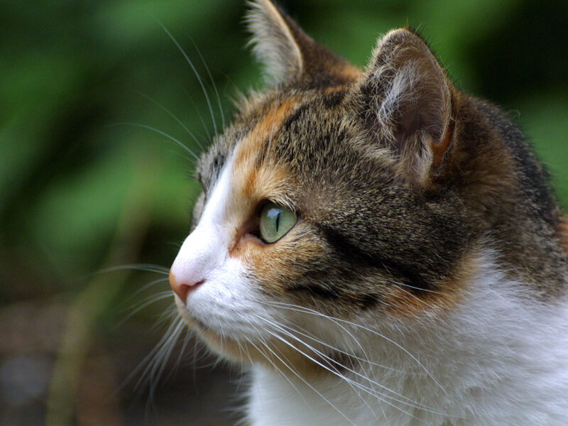 Calico Cat in Profile — Brown
