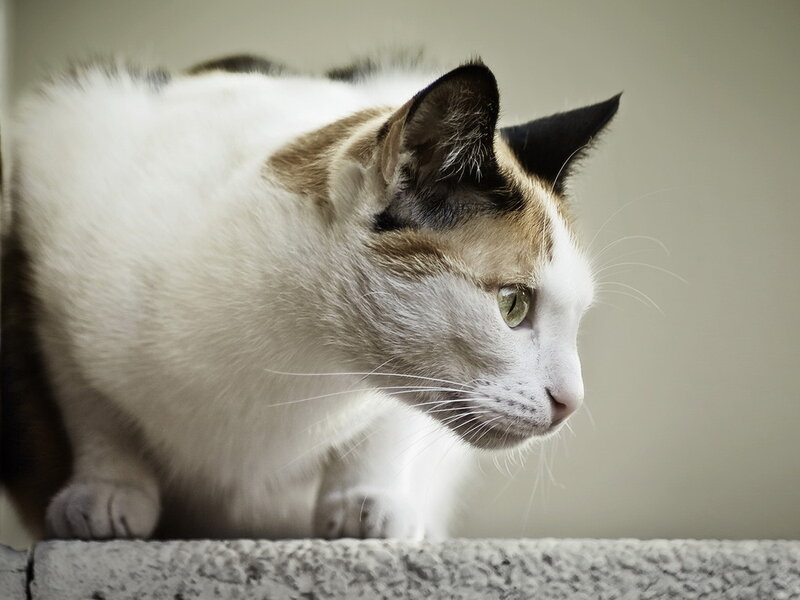 Calico Cat in Profile — White