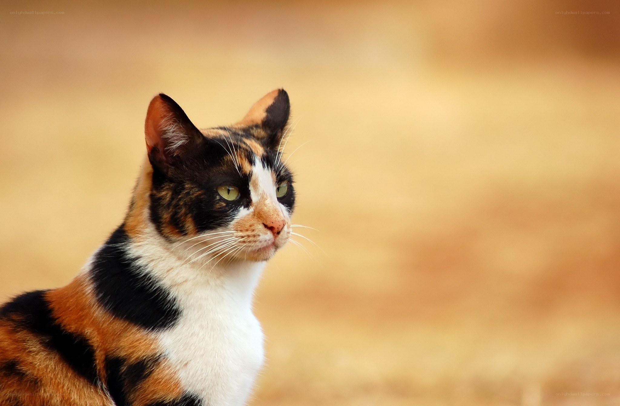 calico cat in profile