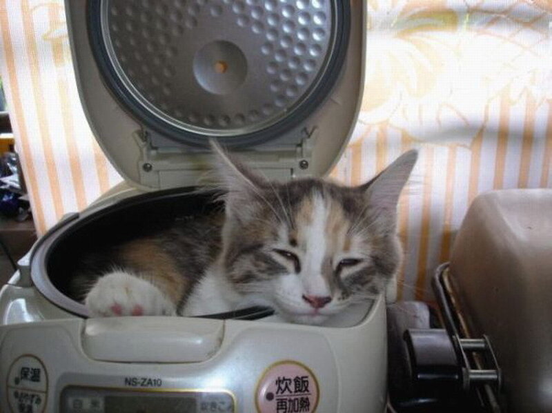 Calico Cat in Rice Cooker