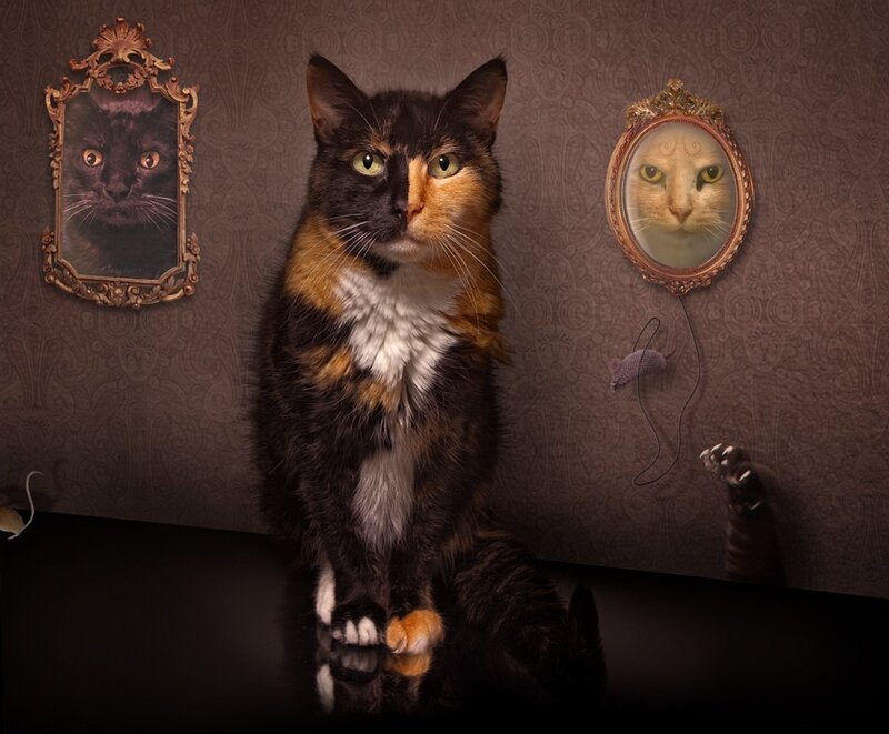 Calico Cat in Room