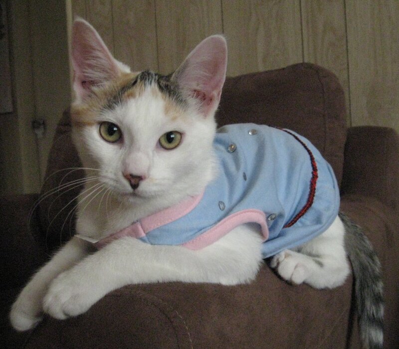 Calico Cat in Shirt