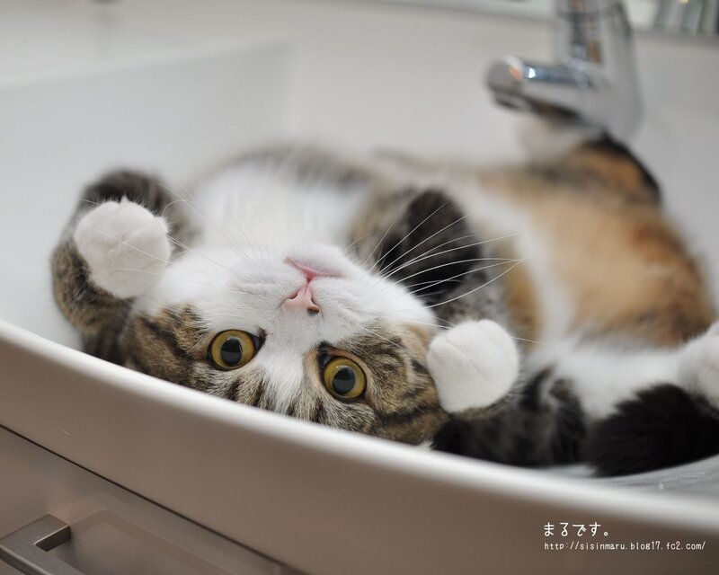 Calico Cat in Sink