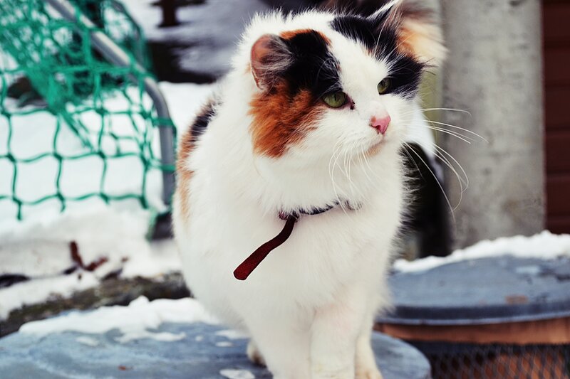 Calico Cat in Snow
