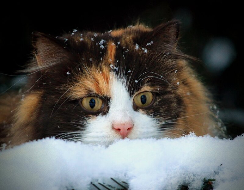 Calico Cat in Snow — White, Alert