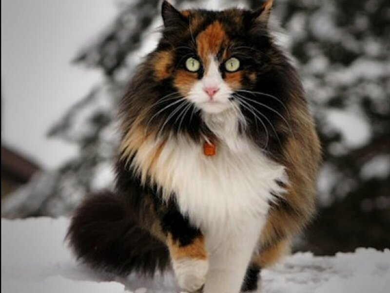 Calico Cat in Snow — White, Cold