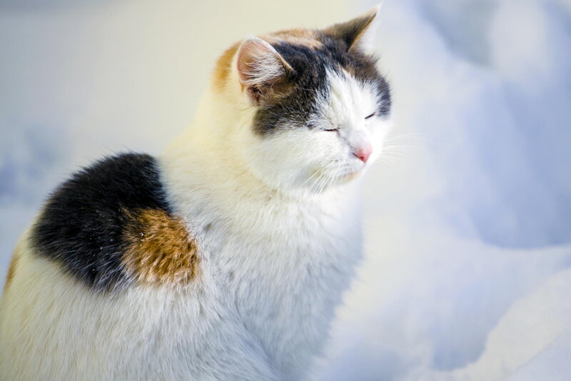 Calico Cat in Snow — White, Serene