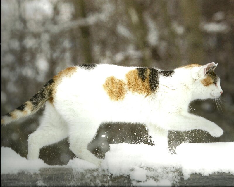 Calico Cat in Snow — White