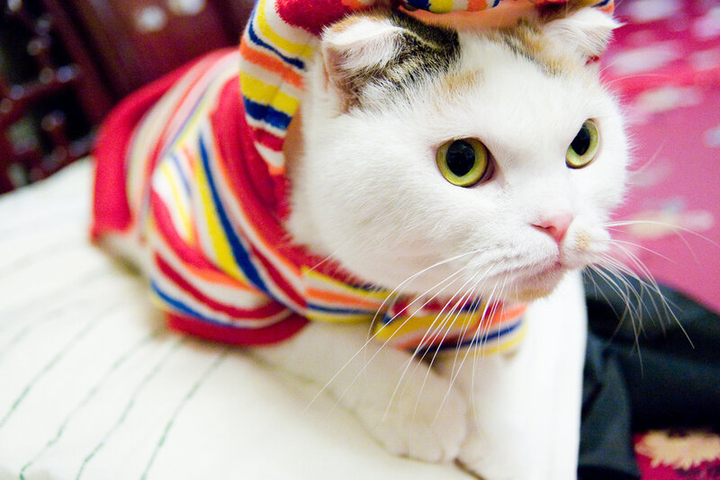 Calico Cat in Striped Sweater