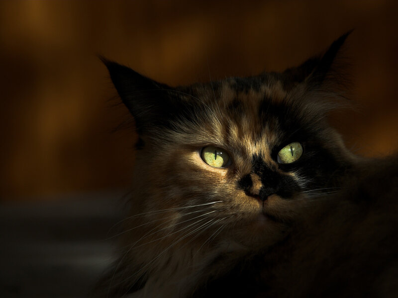 Calico Cat in Sunlight — Brown