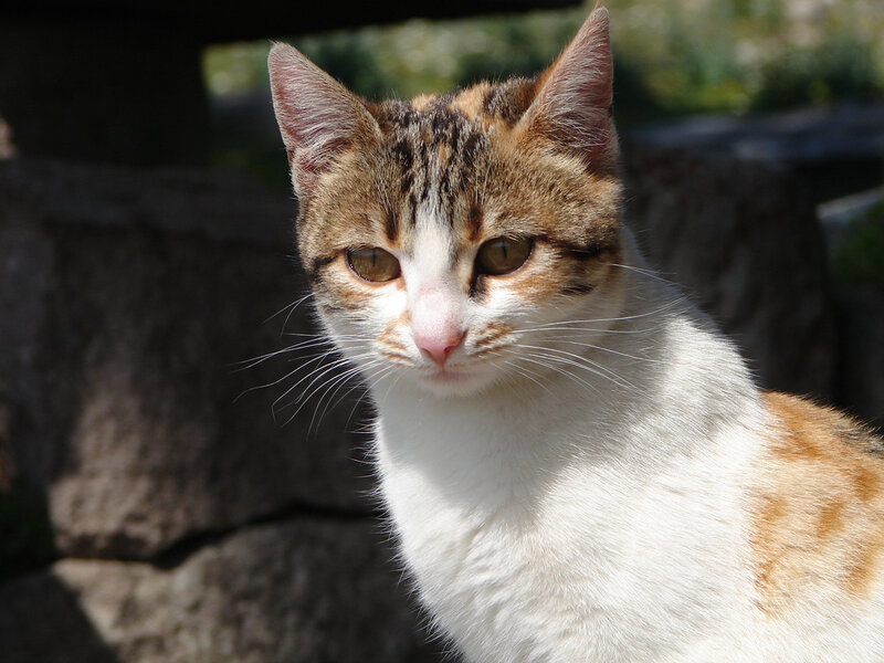 calico cat in sunlight