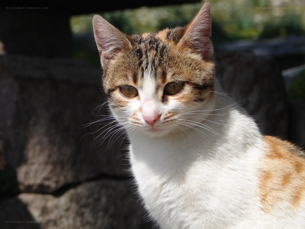 calico cat in sunlight