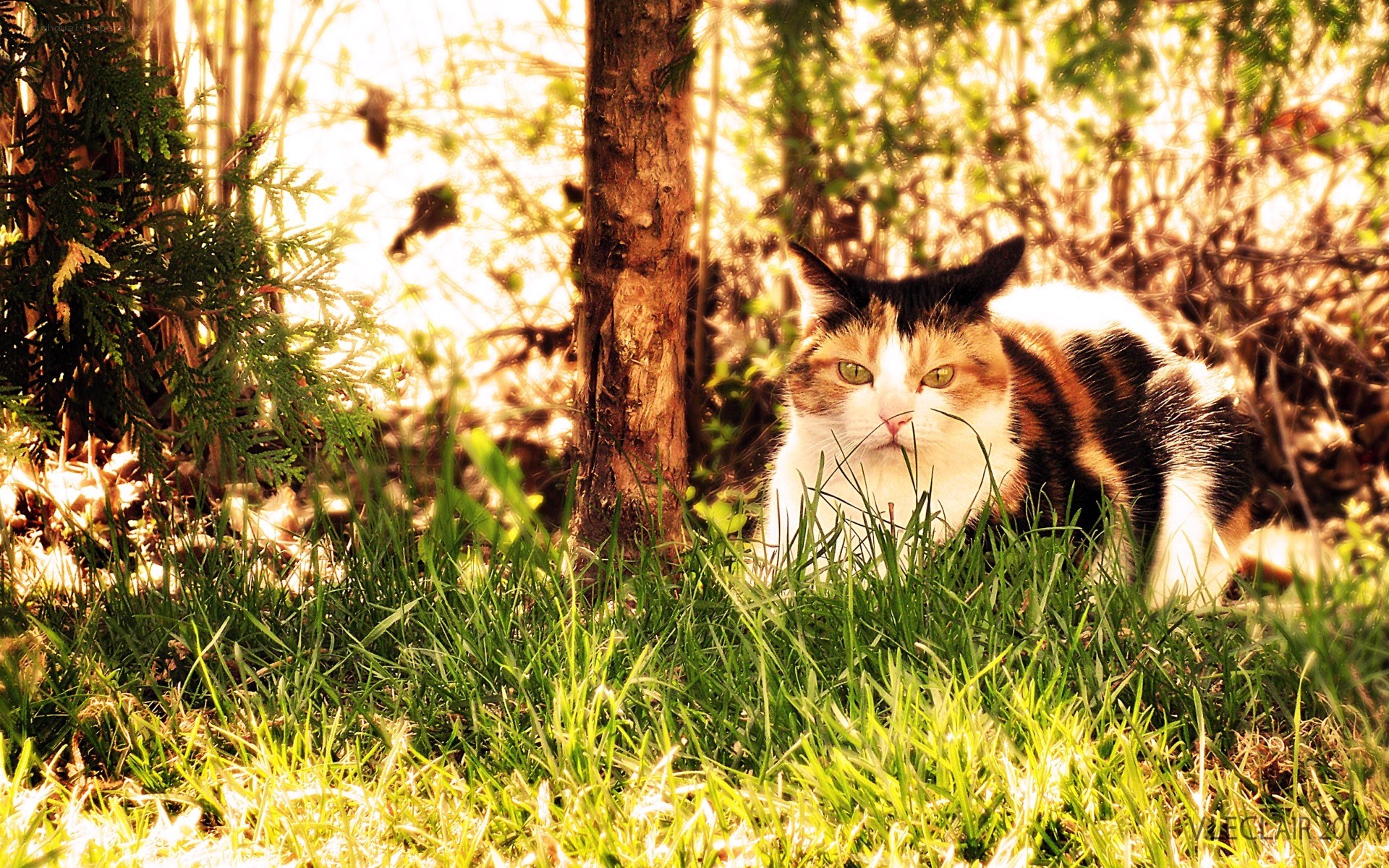 calico cat in sunlit grass