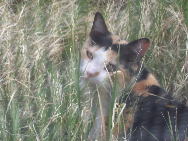 calico cat in tall grass