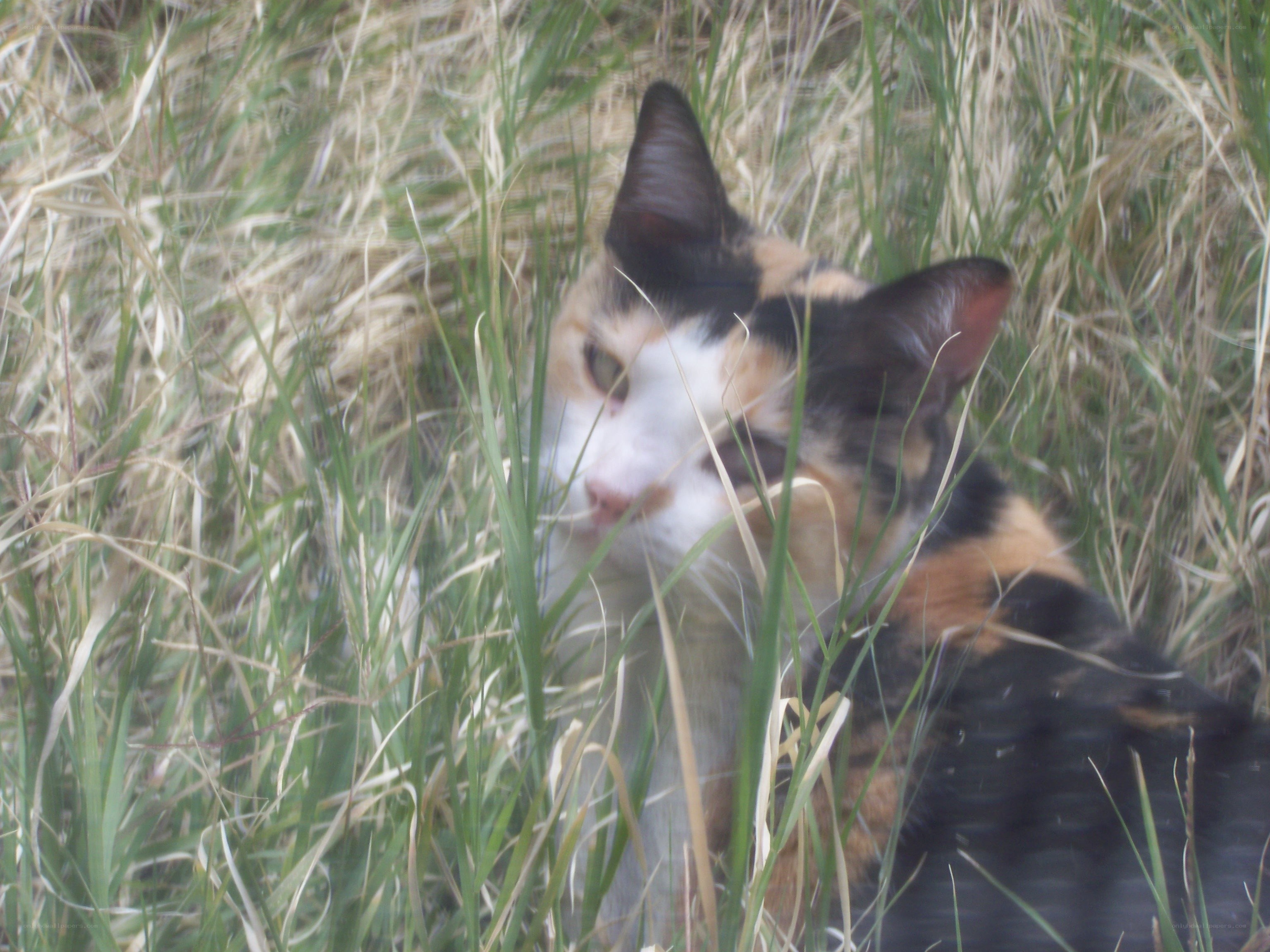 calico cat in tall grass