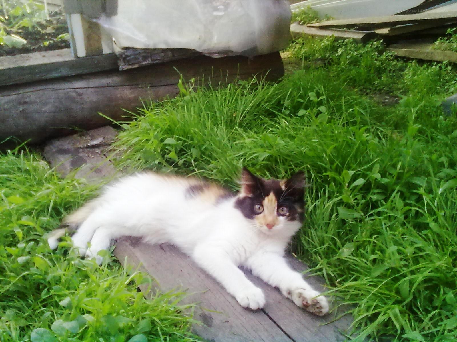 calico cat in the grass