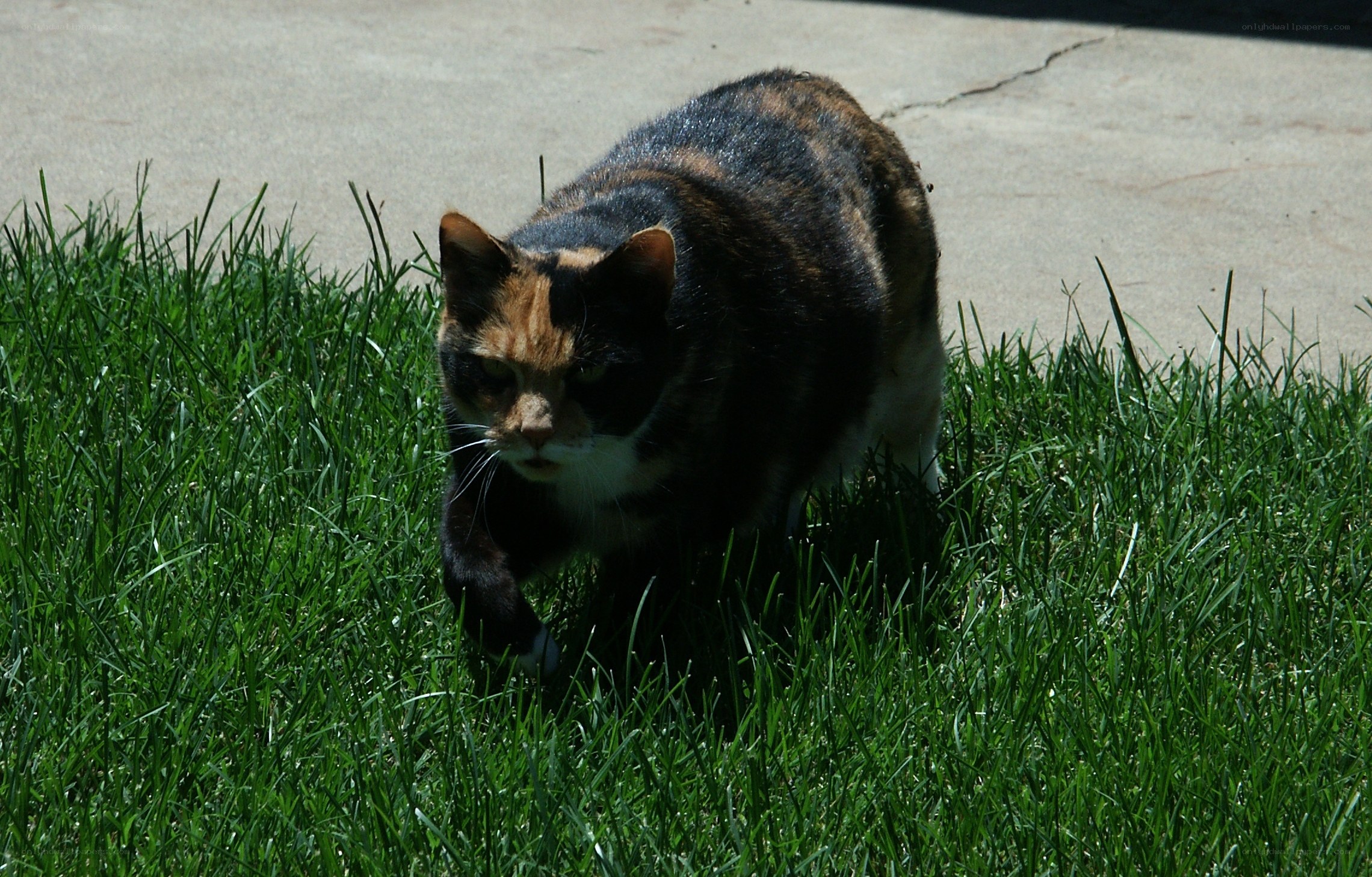 calico cat in the grass