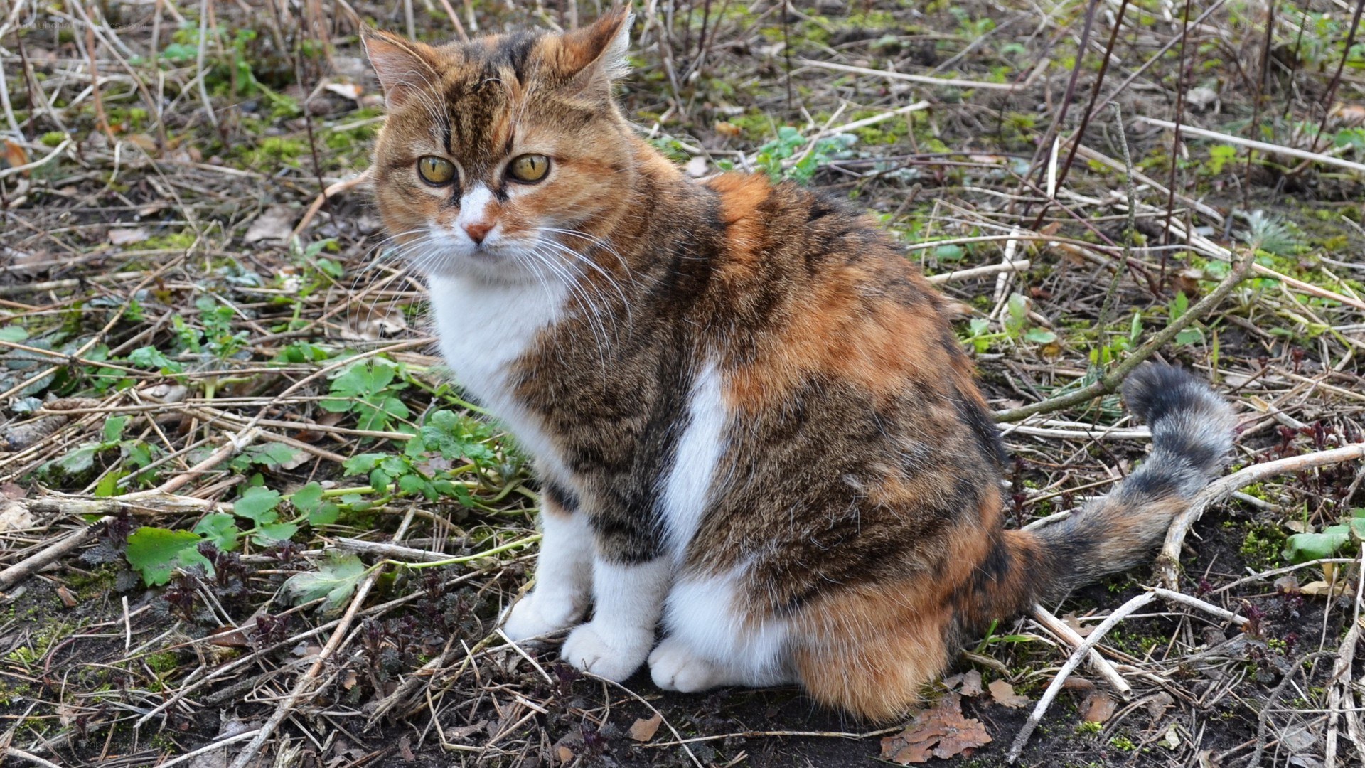 calico cat in the wild