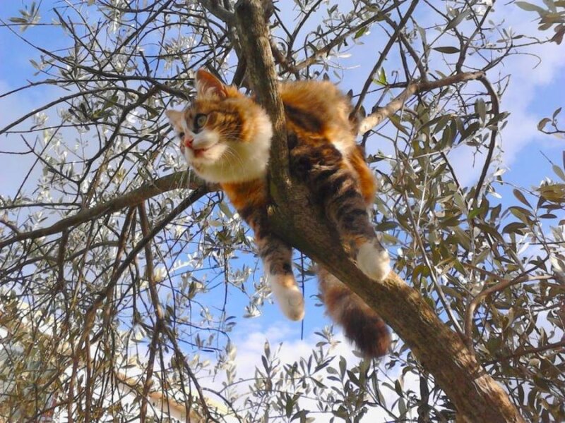 Calico Cat in Tree — Brown