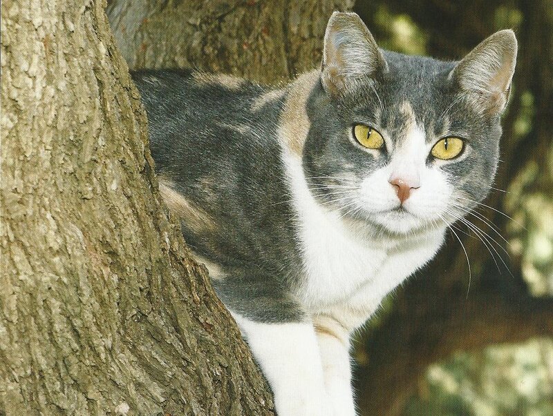 Calico Cat in Tree — Gray