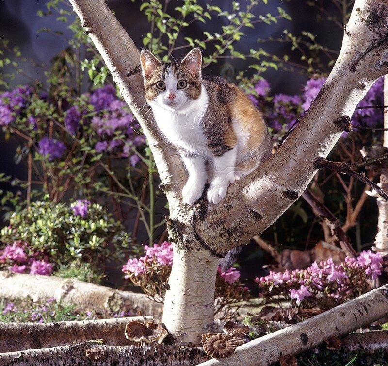 Calico Cat in Tree — White, Curious