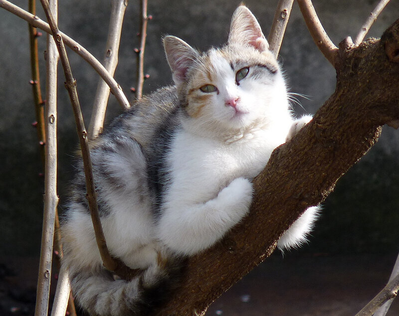 Calico Cat in Tree — White