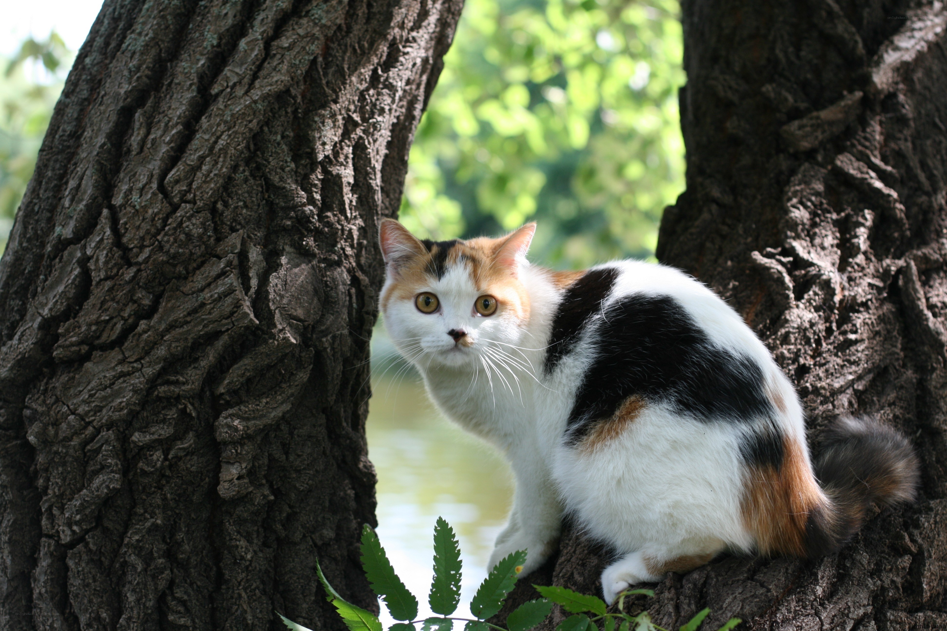 calico cat in tree