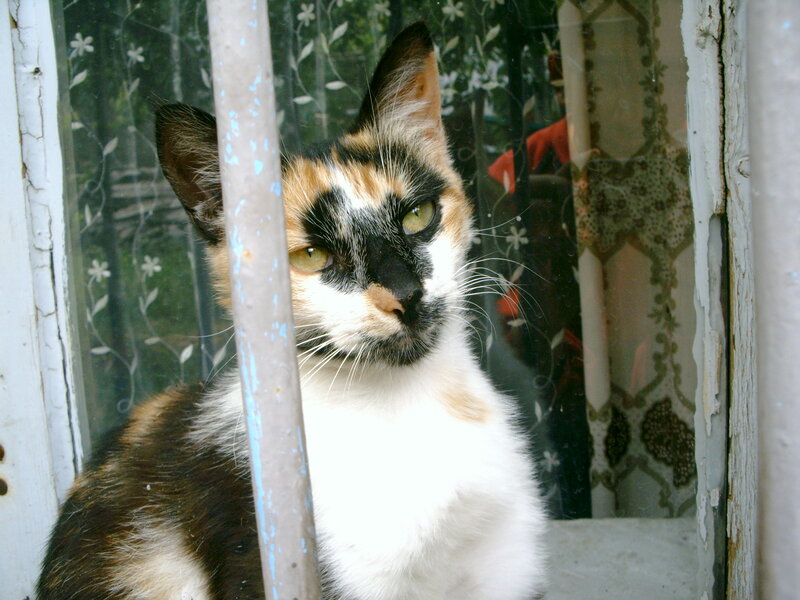 Calico Cat in Window