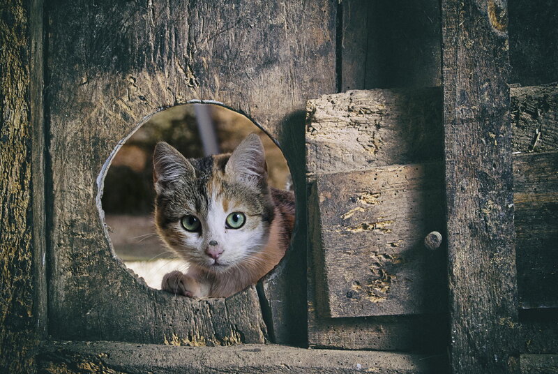 Calico Cat in Wooden Box