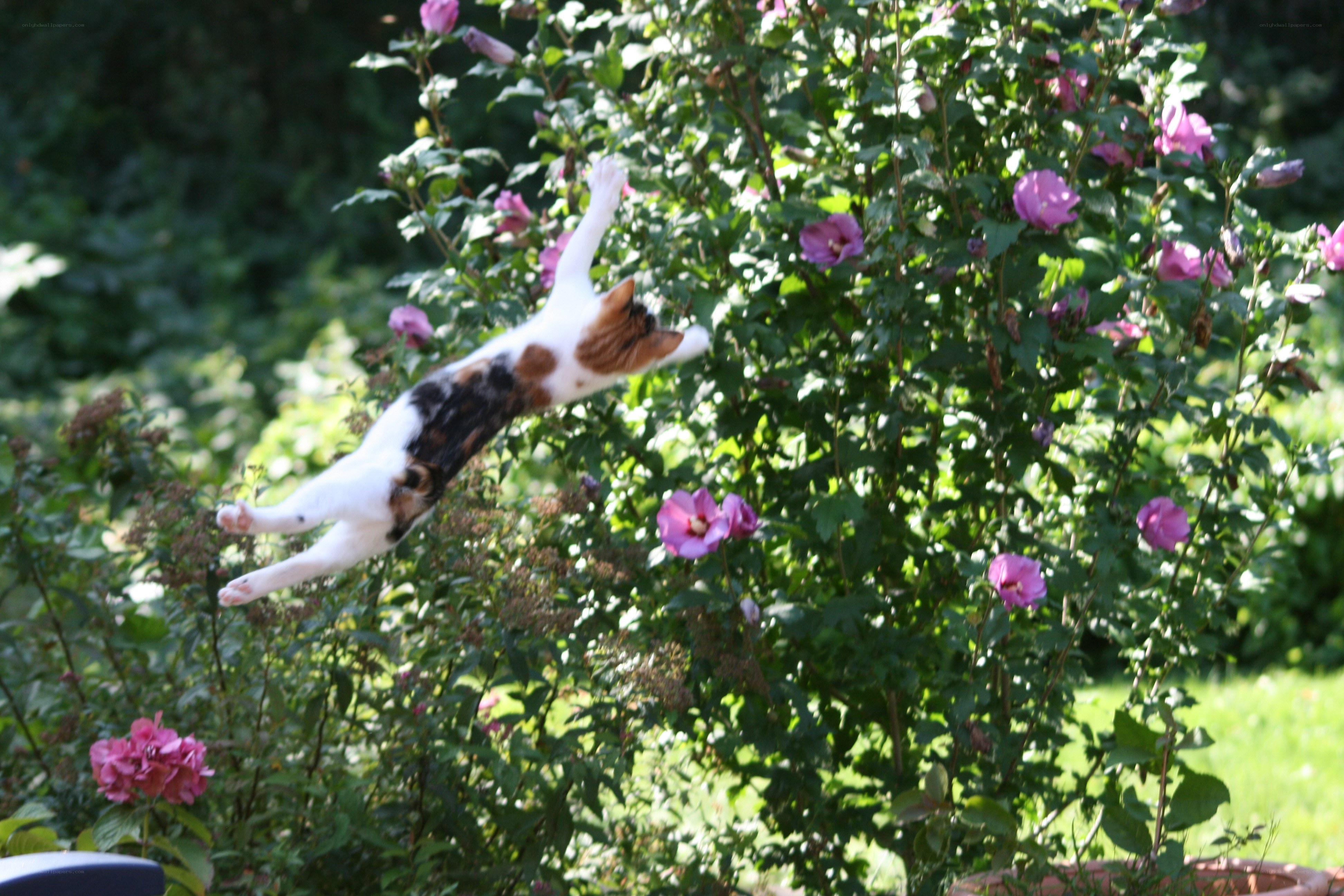 Calico cat jumping in garden