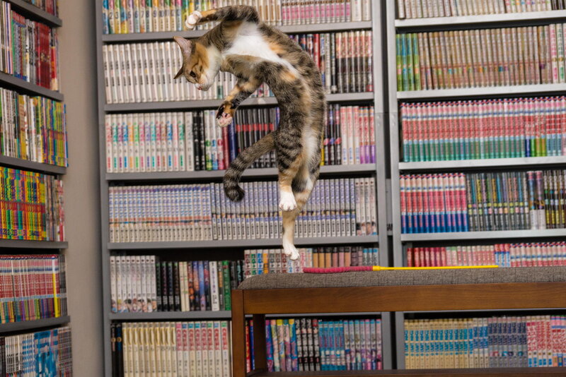 Calico Cat Jumping