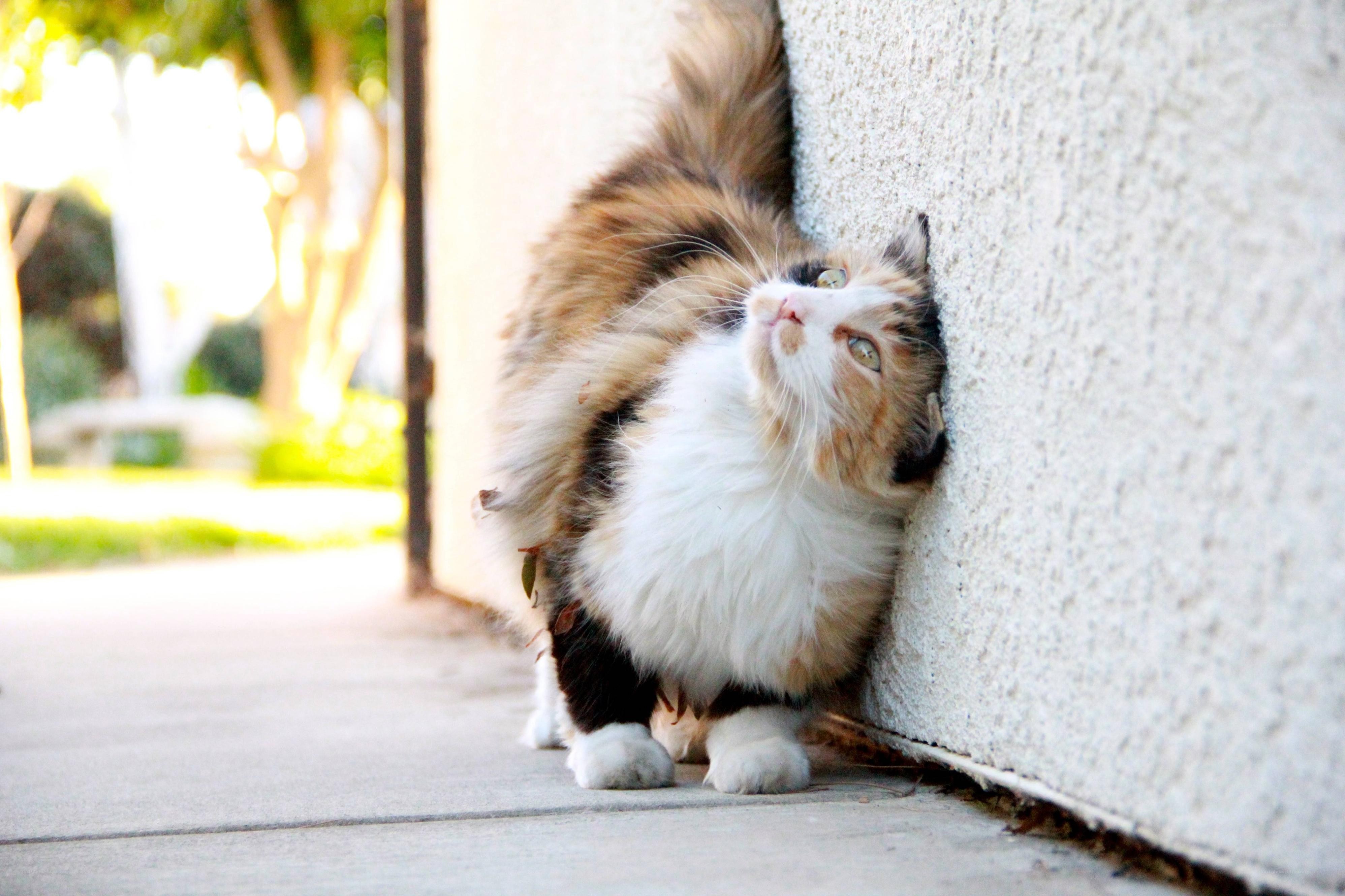 calico cat leaning against wall