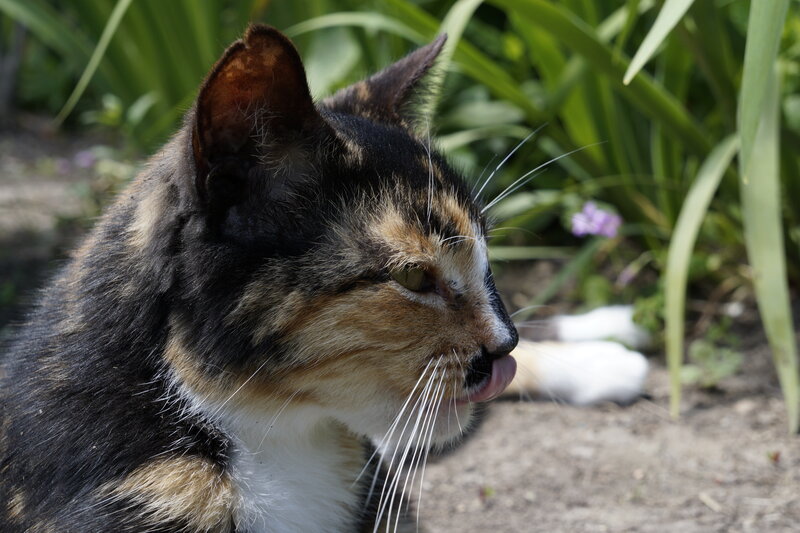 Calico Cat Licking — Black