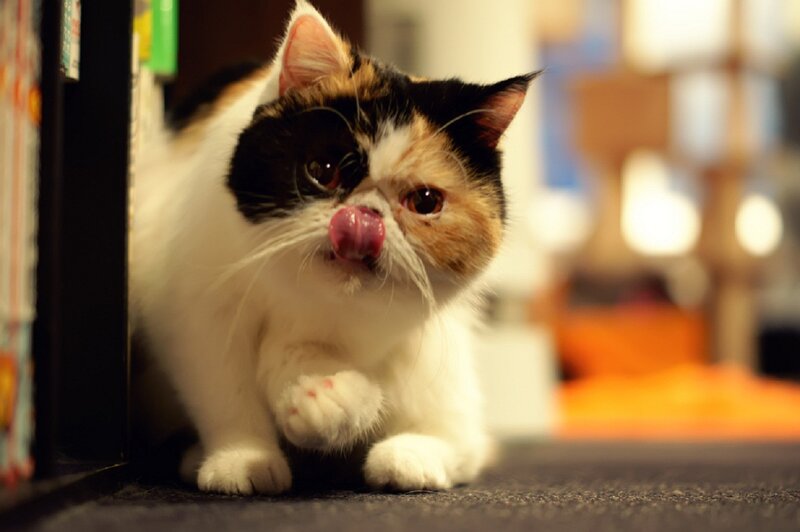 Calico Cat Licking Nose