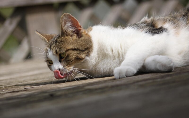 Calico Cat Licking Surface — White, Relaxed