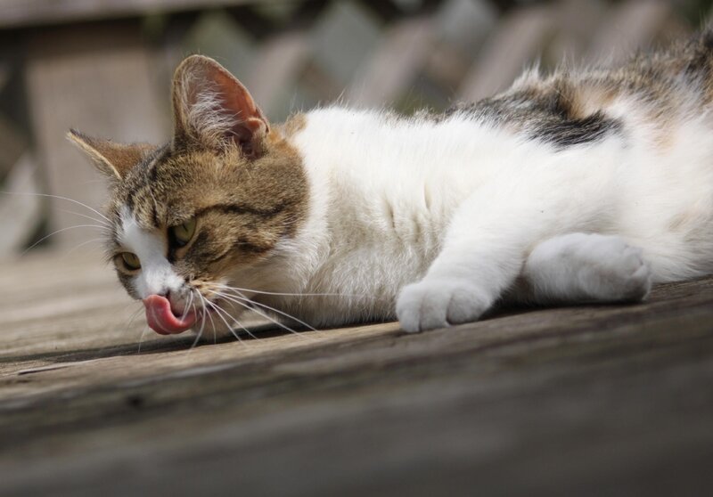 Calico Cat Licking Surface — White