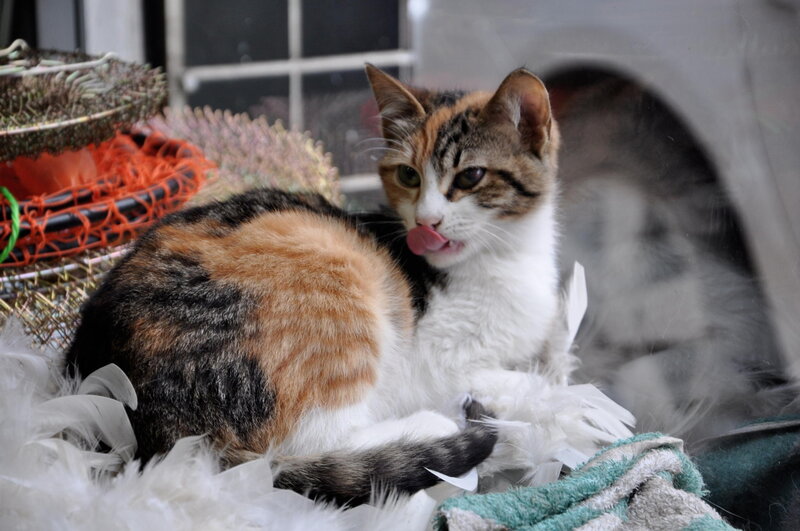 Calico Cat Licking