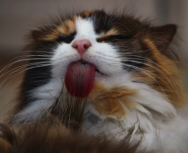Calico Cat Licking — White