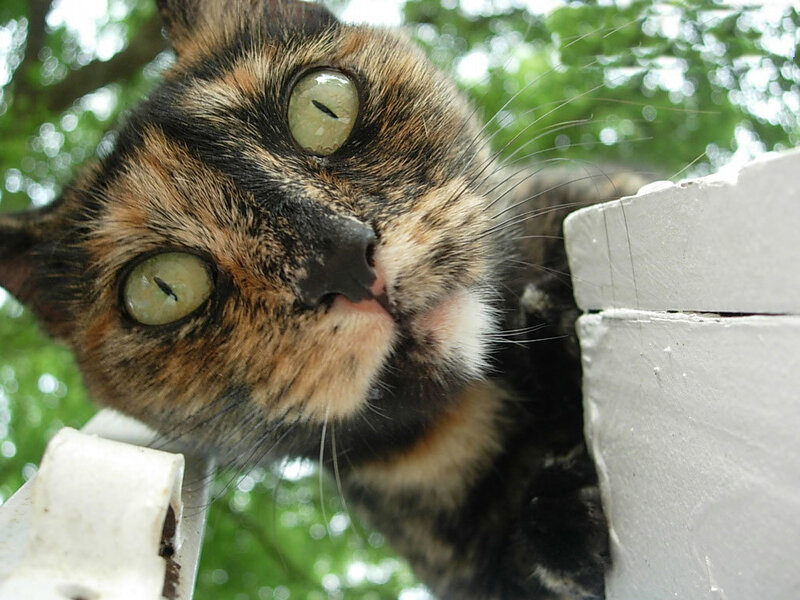 calico cat looking down