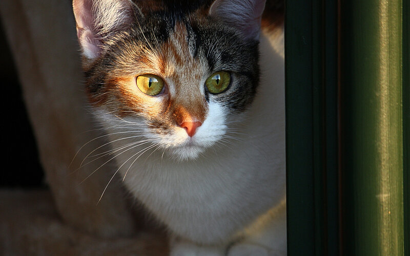 Calico Cat Looking
