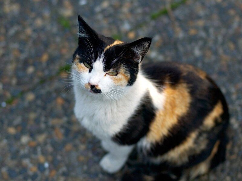 calico cat looking up