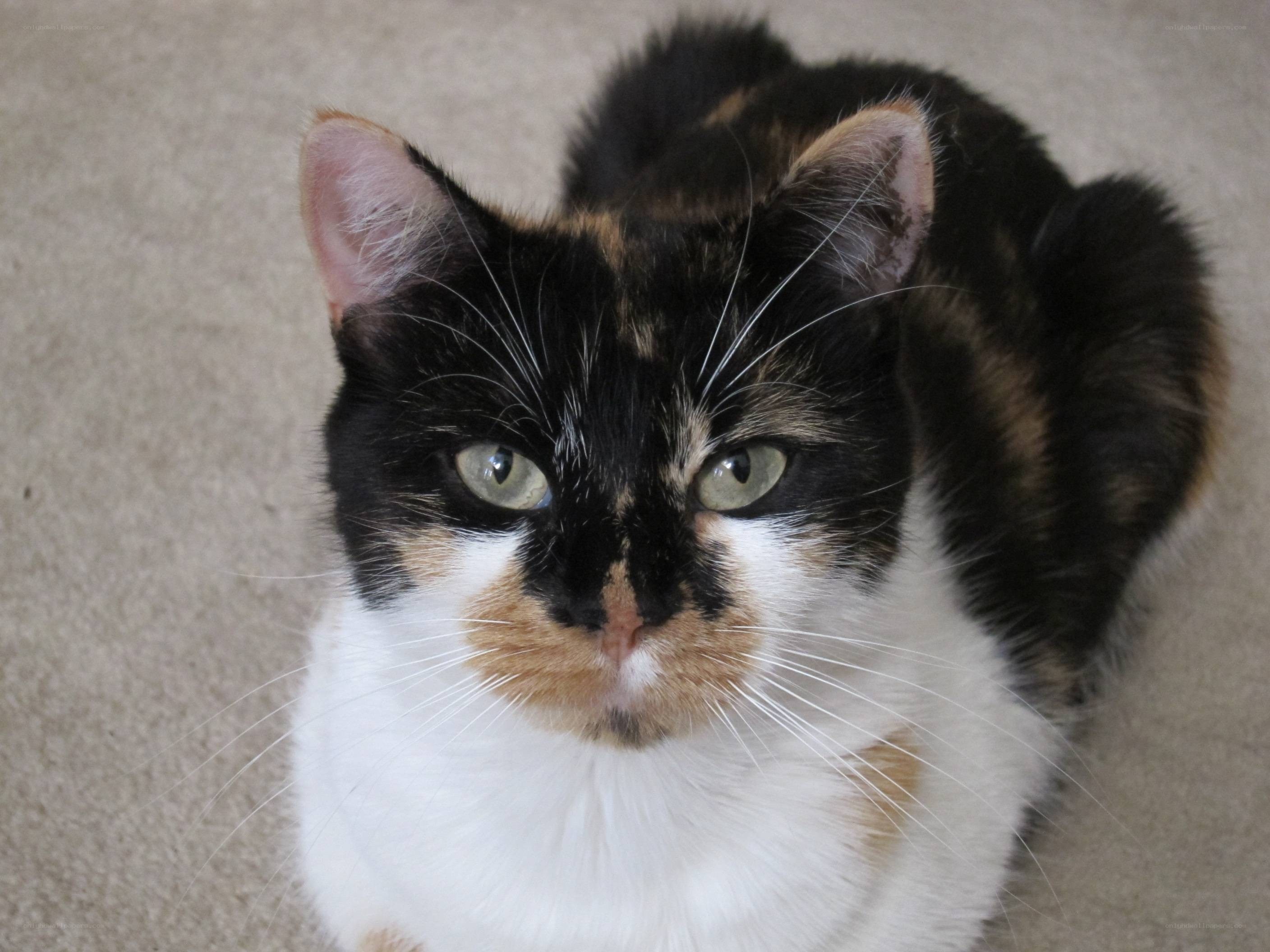 calico cat looking up
