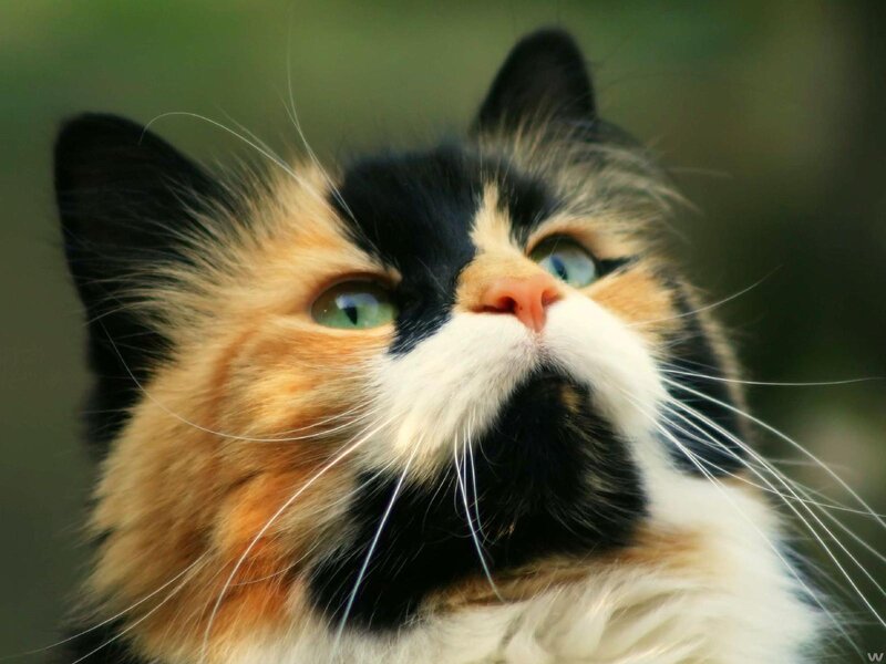 Calico Cat Looking Up — Black, Curious, Photograph, Whiskers