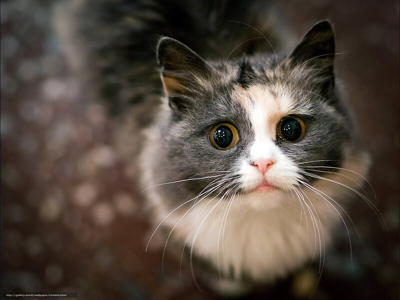 Calico Cat Looking Up — Gray, Curious, Photograph