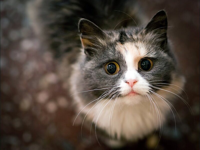Calico Cat Looking Up — Gray, Curious, Photograph, Whiskers
