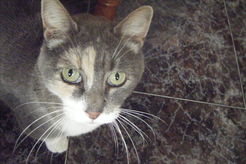 Calico Cat Looking Up — Gray