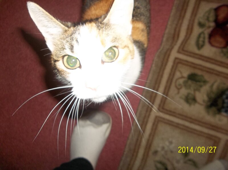 Calico Cat Looking Up — White, Curious