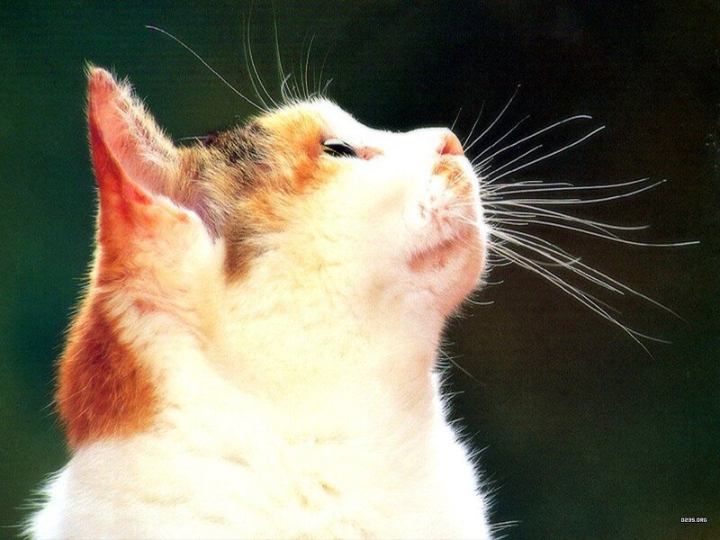 Calico Cat Looking Up — White